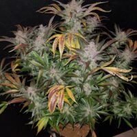 Cream Cookies Auto Feminised Seeds - 1