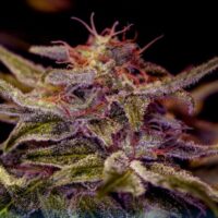 Z Valley Feminised Seeds - 1