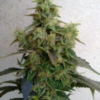 Dieseltonic Feminised Seeds - 3