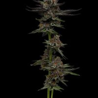 Vanilla Créme Pie Feminised Seeds - 5