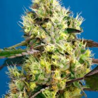 Sweet Gelato Auto Feminised Seeds - 3