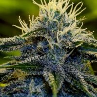 Afghan Express Auto Feminised Seeds - 3