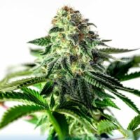 Sticky Dream Express Auto Feminised Seeds - 1