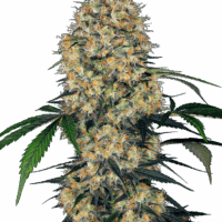 Sensi Amnesia XXL Auto Feminised Seeds - 5