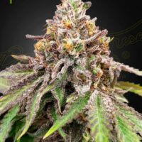 Blue Haze x Gelato 41 Auto Feminised Seeds - 3