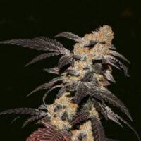 French Cookies Feminised Seeds - 2