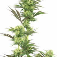 Guava Jelly Feminised Seeds - 3