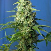 Honey Peach CBD Auto Feminised Seeds - 3