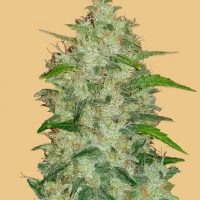 Original Chemdawg Auto Feminised Seeds - 1