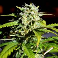 Super Lemon Haze Feminised Seeds - 3