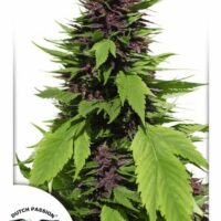 Frisian Duck Feminised Seeds - 1