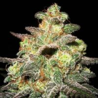 Caramella Auto Feminised Seeds - 1