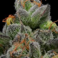 Caramel Cream Feminised Seeds - 10