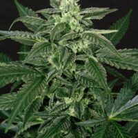 Triple A (AAA) Auto Feminised Seeds - 3