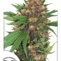 Master Kush Feminised Seeds - 10