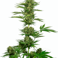 Satin Black Domina CBD Feminised Seeds - 3