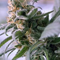 Lemon Stilton Regular Seeds - 5