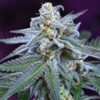 Killer Grape Regular Seeds - 5