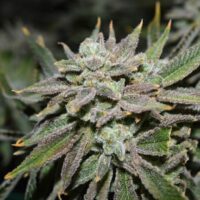 Nomad Regular Seeds - 6
