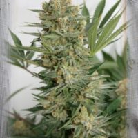 Sweet Russian Feminised Seeds - 1