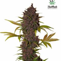 LSD-25 Auto Feminised Seeds - 1