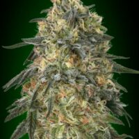 Gorilla Feminised Seeds - 3