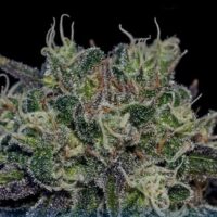Black Widow Feminised Seeds - 3