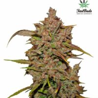 Crystal METH Auto Feminised Seeds - 1