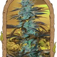 Purple Monkey Auto Feminised Seeds - 3