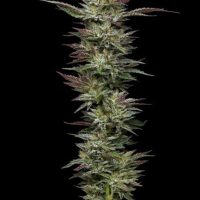 Nutter Budder Feminised Seeds - 3
