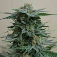 AK Kush Feminised Seeds - 3