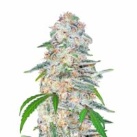 Blue Dream Auto Feminised Seeds - 1