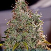 Amnesia Mistery Feminised Seeds - 5