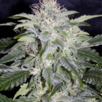 24 Carat Auto Feminised Seeds - 3