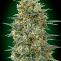 Gorilla FAST Feminised Seeds - 3