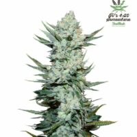 Tangie 'Matic Auto Feminised Seeds - 1