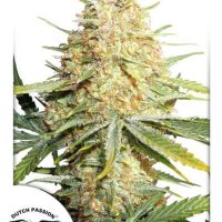 Lemon Kix (Lemon Zkittle) Auto Feminised Seeds - 1