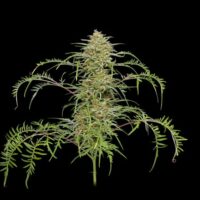 Freakshow Feminised Seeds - 3