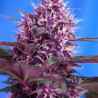 Red Poison Auto Feminised Seeds - 3