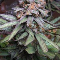 Querkle Regular Seeds - 5