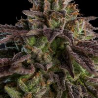KmintZ Feminised Seeds - 1