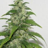 Yummy Feminised Seeds - 3