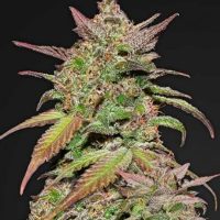 Smoothie Auto Feminised Seeds - 1