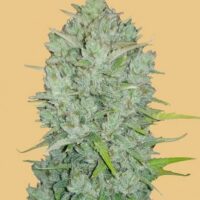 Original Northern Lights Auto Feminised Seeds - 1