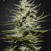 The Church CBD Feminised Seeds - 10