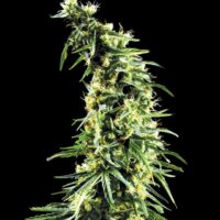 Hawaiian Snow Feminised Seeds - 5