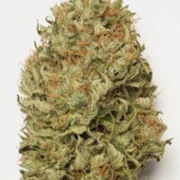 Blue Dream Auto Feminised Seeds - 3