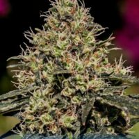 Critical # 47 Feminised Seeds - 3