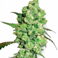 Super Skunk Feminised Seeds - 3