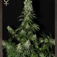 White Strawberry Skunk Feminised Seeds - 3